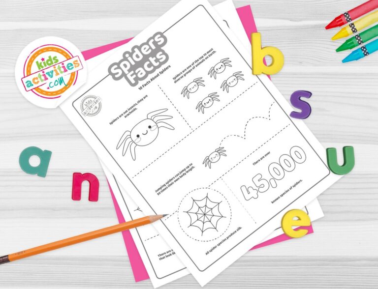 Fun Spider Facts For Kids To Print and Learn