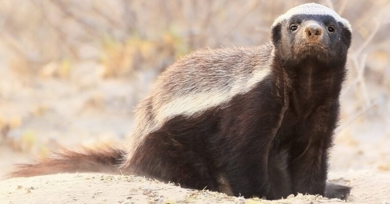 Honey Badger Houdini Finds Ways To Escape From Every Enclosure [Video]