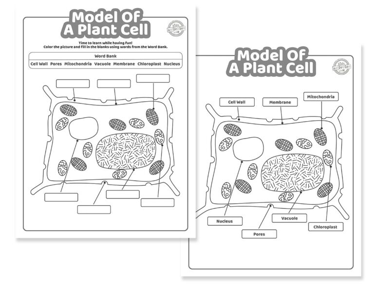 Model of a Plant Cell Worksheet & Coloring Pages