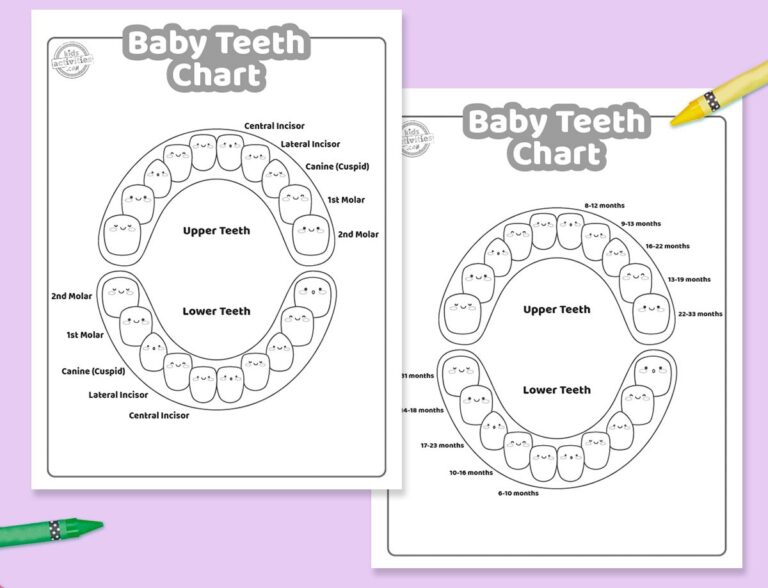 Baby Teeth Chart To Print