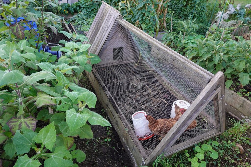 Garden chicken coop