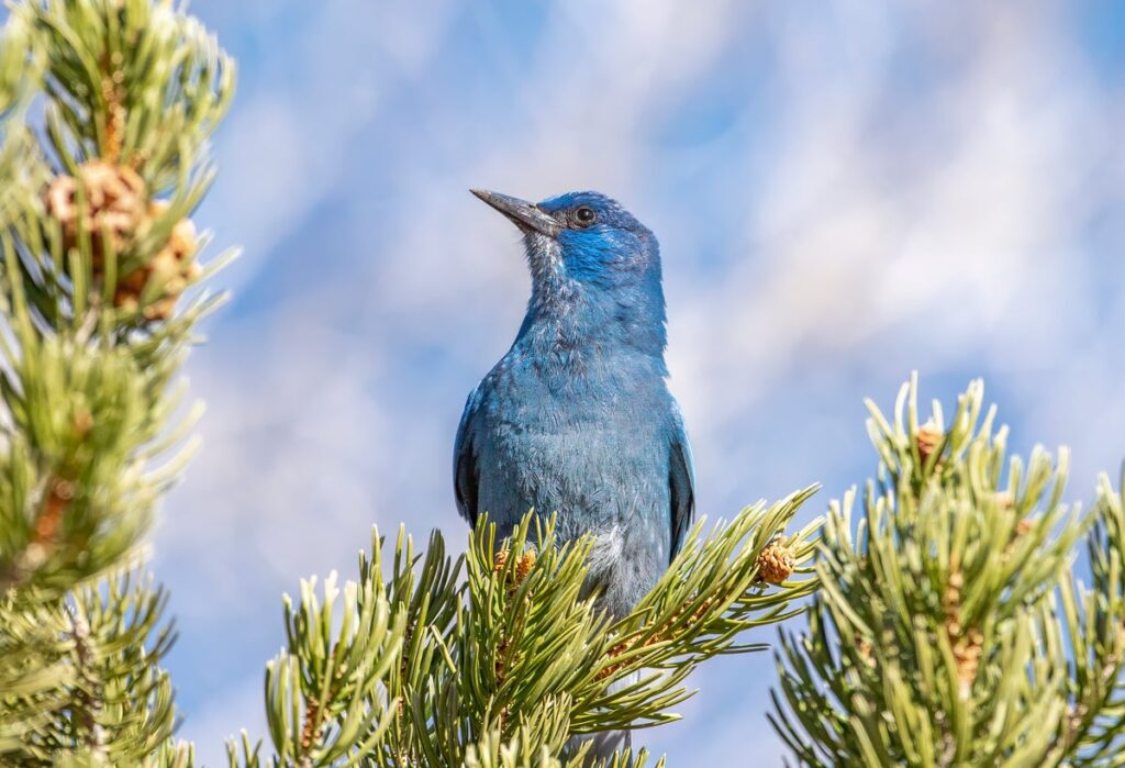 Pinyon jay