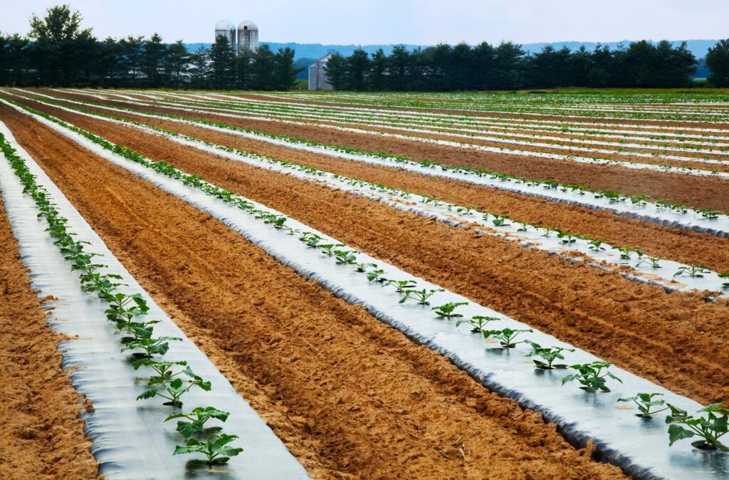 Plastic sheeting surrounds crops