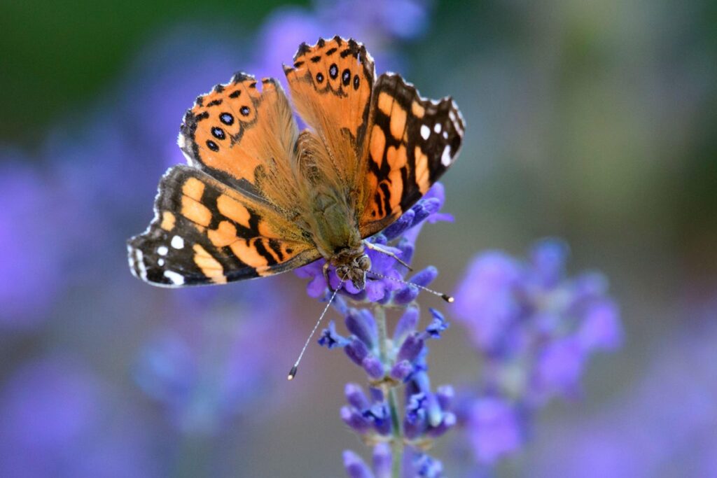 West Coast Lady Vanessa annabella butterfly