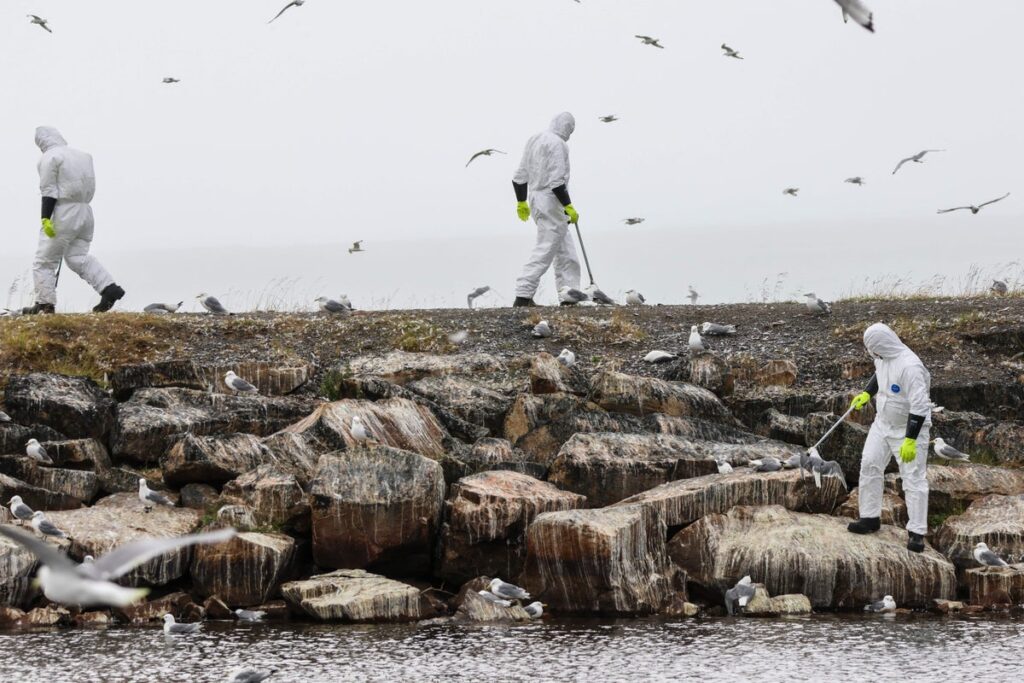 dead birds collected on shoreline