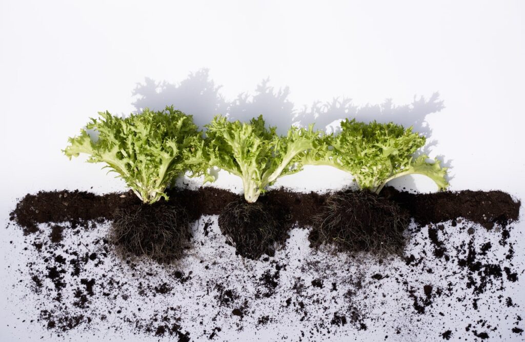 Leaf vegetable microplastics