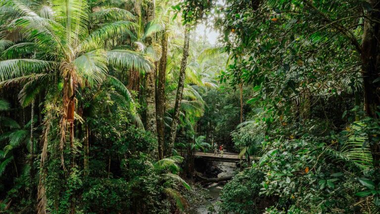 Hero Gidjuum Gulganyi walk Australia Gidjuum Gulganyi Walk Scrub Creek Walking Track credit DParsons