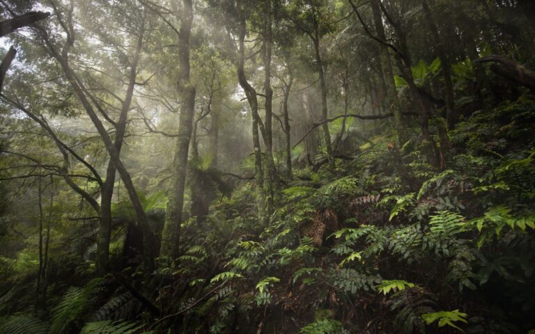 sarah rees great forest national park 1