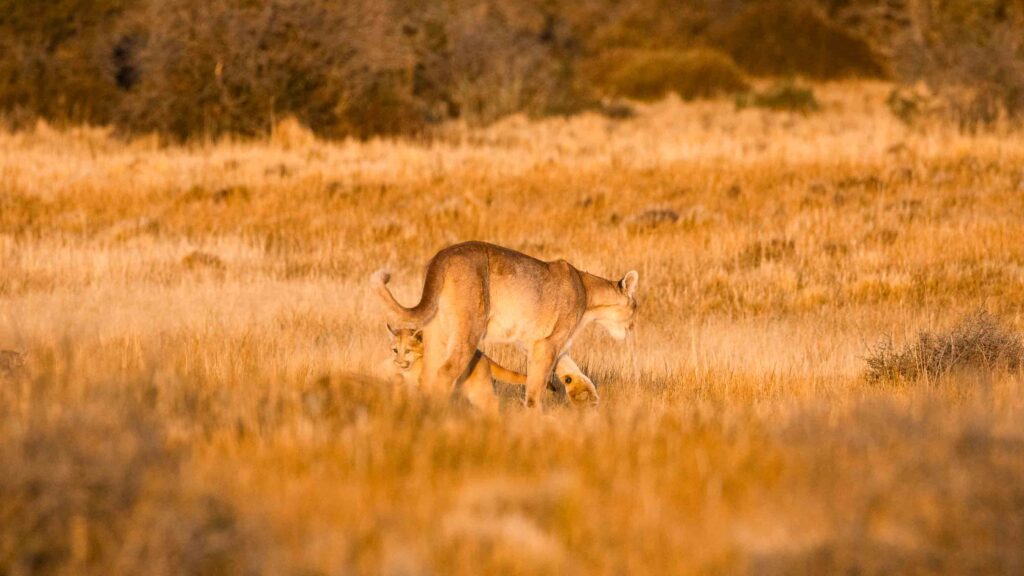 Hero Puma conservation Chile 6 Pumas 0E7A7245 Photo Nora Jemil